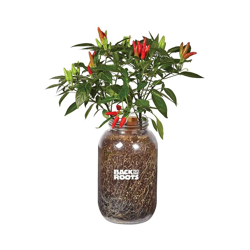 unique mothers day gift chilli flower grow kit